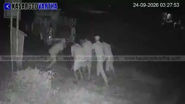 Masked gang steals KSEB cables worth lakhs from two locations in Kasaragod within 48 hours; CCTV footage surfaces