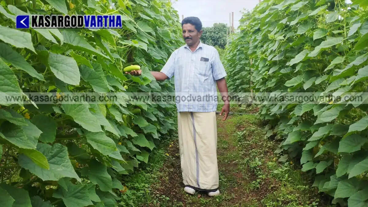 Representational image of vegetable farming and agricultural crisis in Kasaragod ahead of Onam