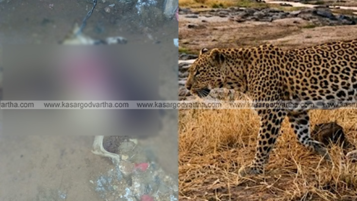 Representational image of a leopard in a forest area.