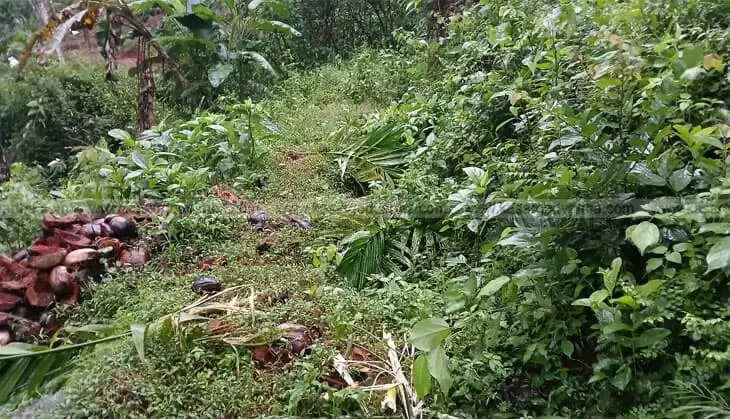 Wild Boar Attack Causes Widespread Crop Destruction in Kodom Belur