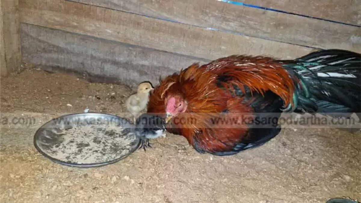  Rooster Hatches Eggs in Thrikkaripur