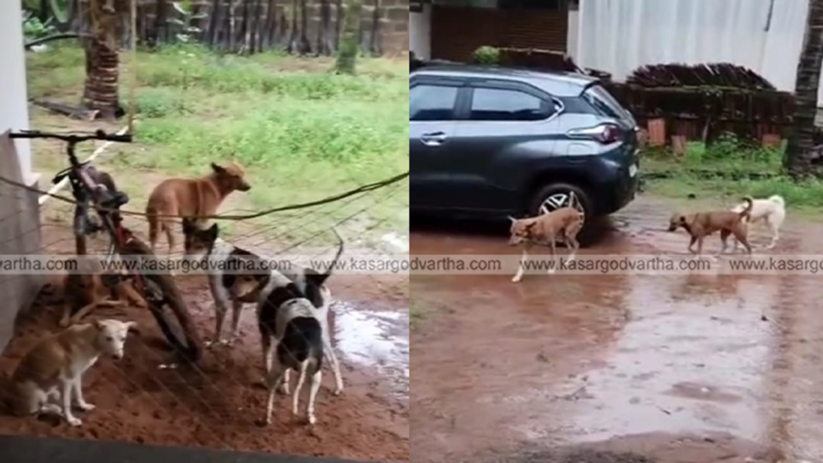 Stray dog attack inside home in Nileshwaram