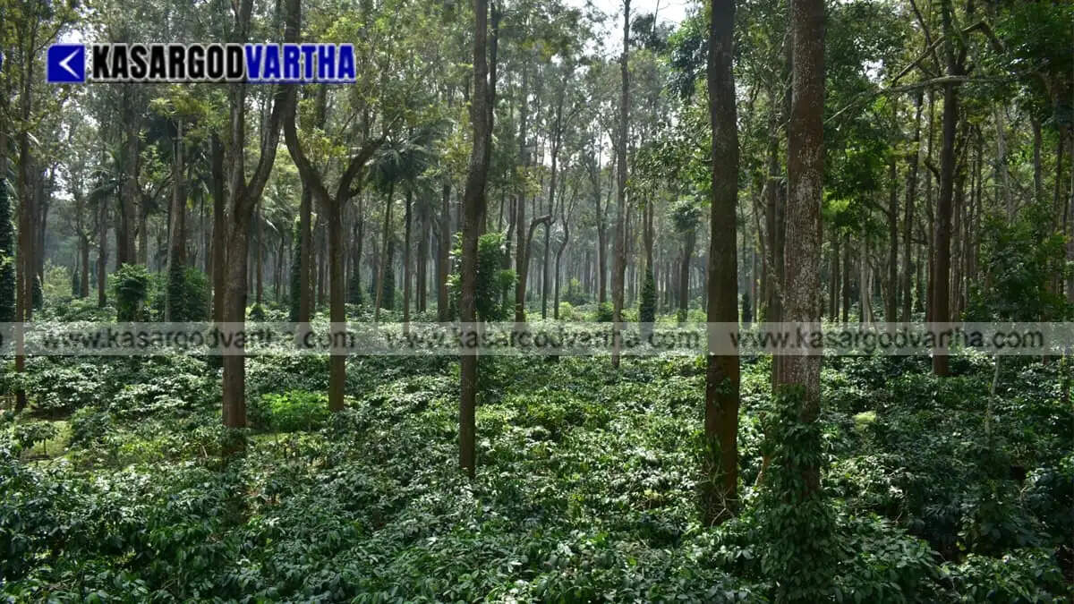 Wild shade trees in coffee plantations boost natural pest control, reveals Central University of Kerala study.