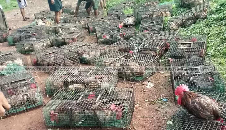 Poultry truck accident scene in Poochakad, Kerala