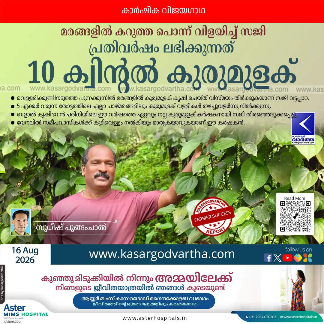 farmer saji black pepper cultivation vellarikundu
