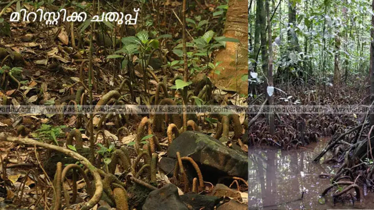 Kammadam Kavu Myristica Swamp, rare ecosystem, Kasargod, Kerala