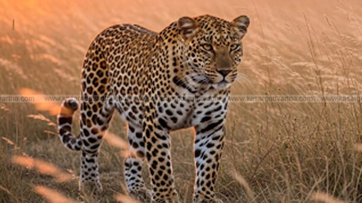 A symbolic photo of a leopard.