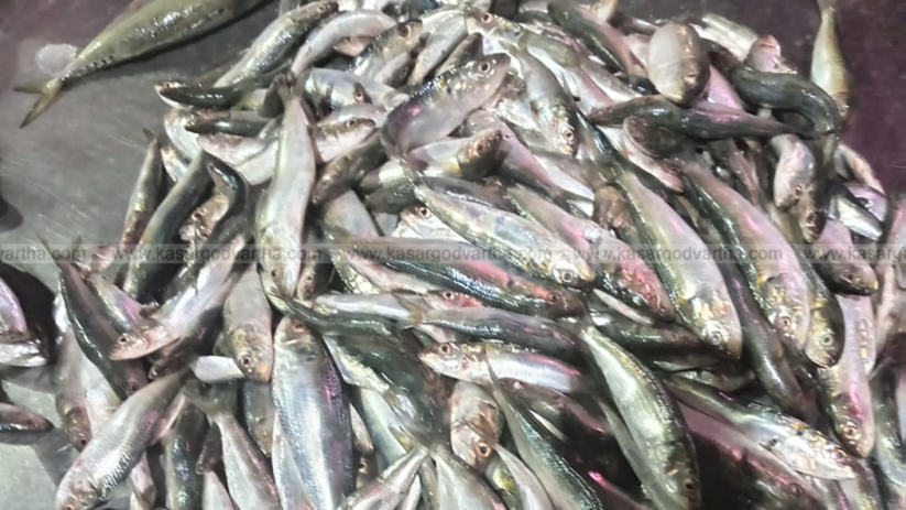Baby sardines in a fish market despite ban.