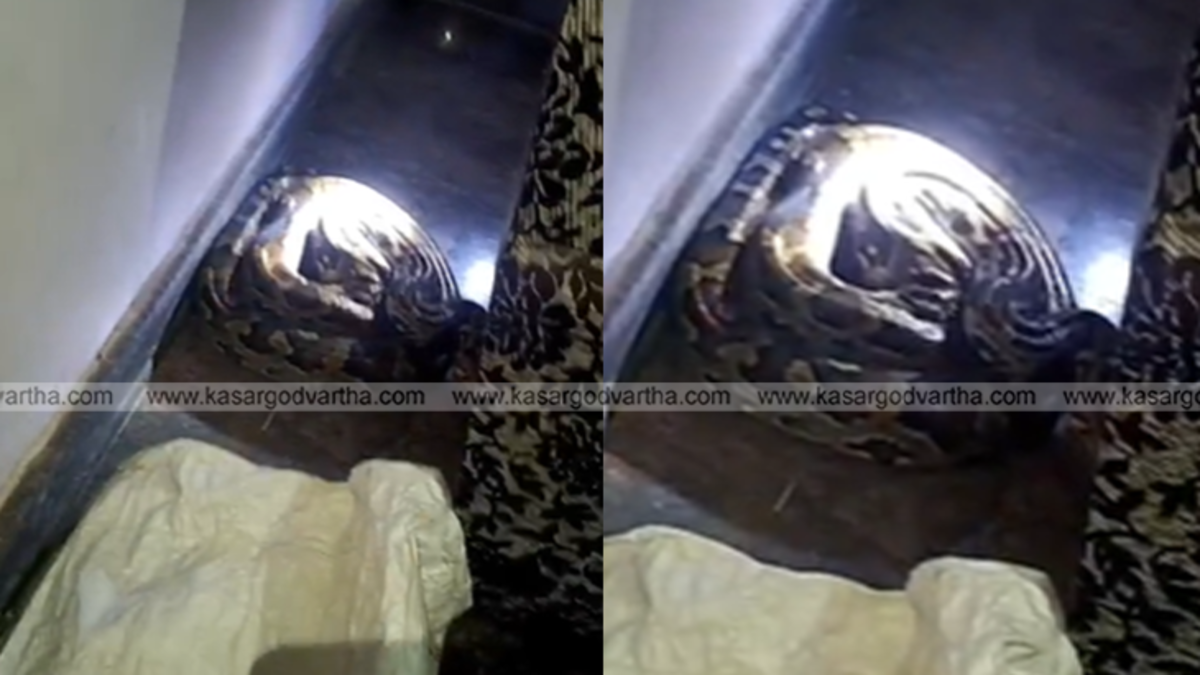  Forest volunteer safely capturing a giant python from inside a residential house.