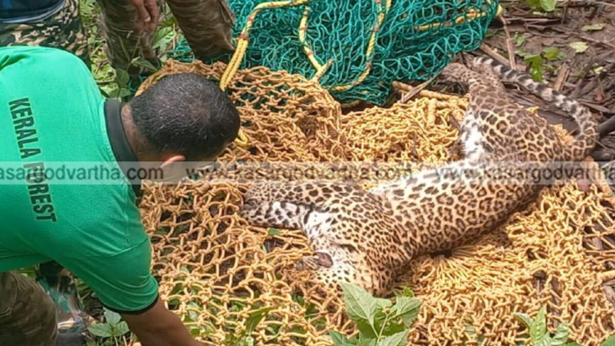 leopard dies in trap&nbsp;