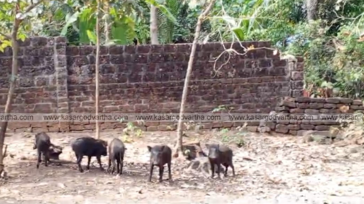 Wild boar crop damage in Kasaragod Kerala