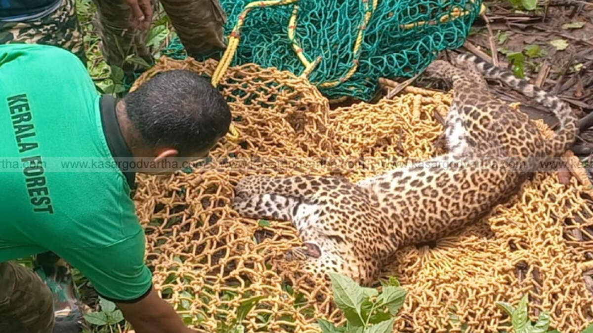 the action against the farmer is unfair the tiger died bec