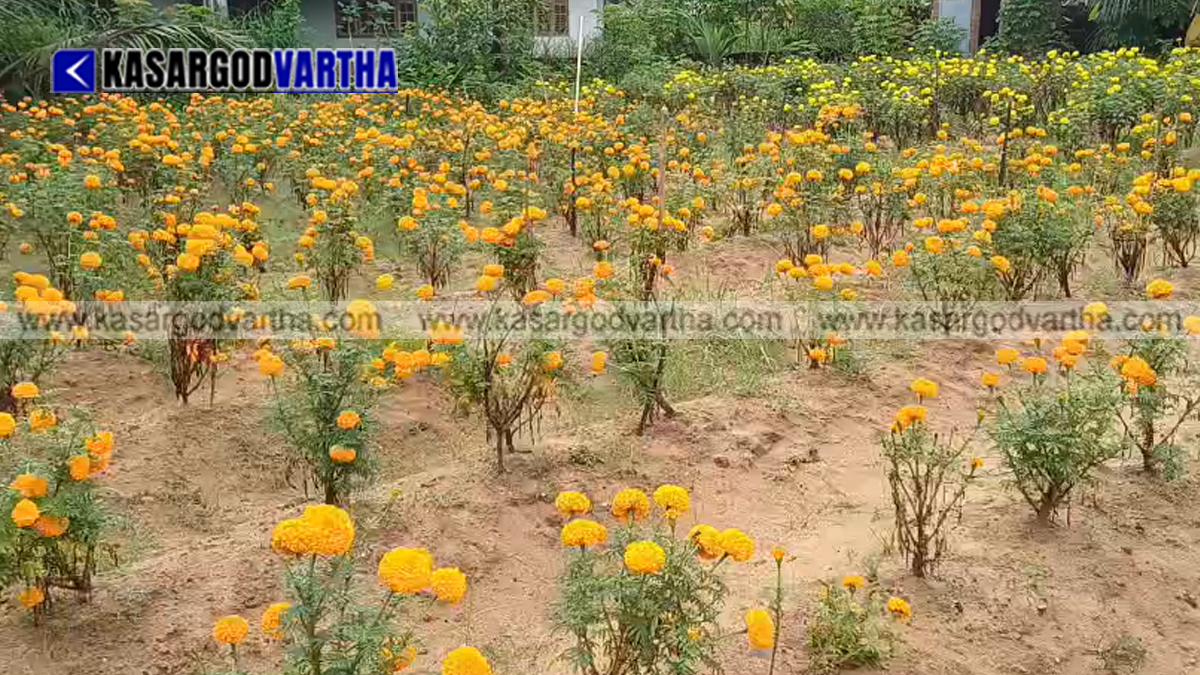 Representational image of Kudumbashree members harvesting marigold flowers in Cheruvathur for Onam