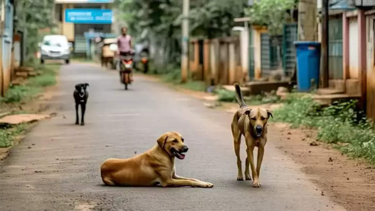 Image Representing Another Rabies Fatality