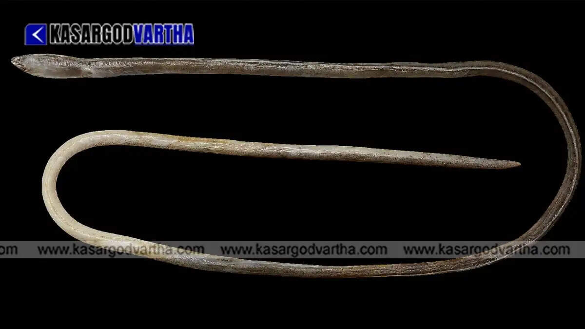 The new species of snake eel found in the Bay of Bengal