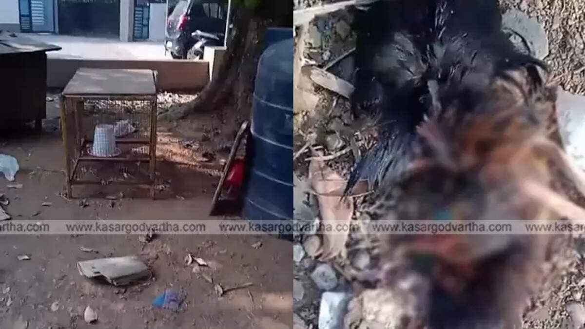 Stray dog attack in Kasaragod, pet animals and chickens being attacked.