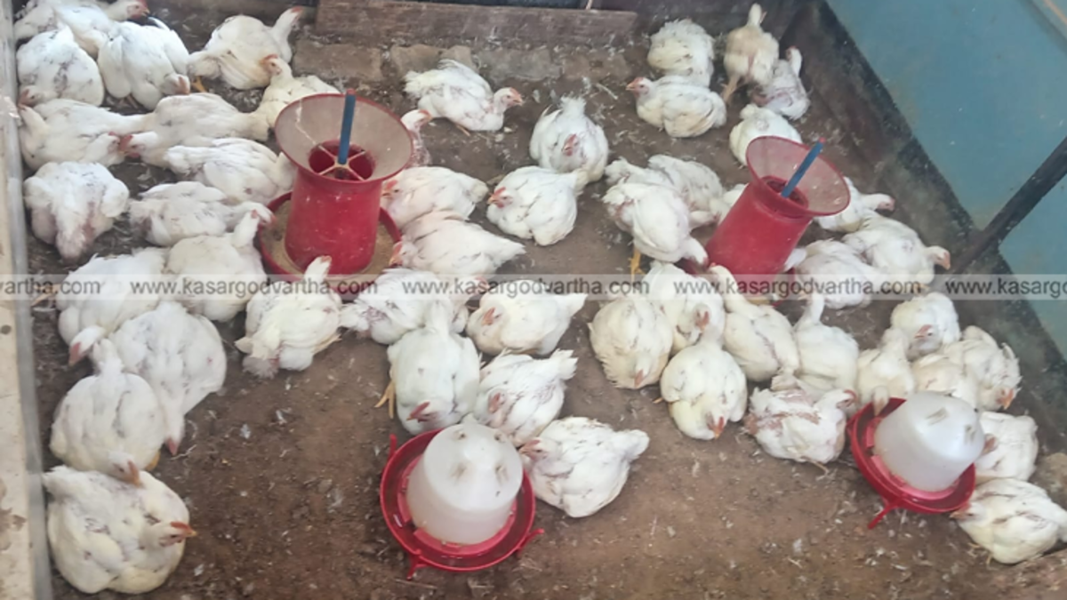 Dressed chicken hanging in a meat stall in Kerala.