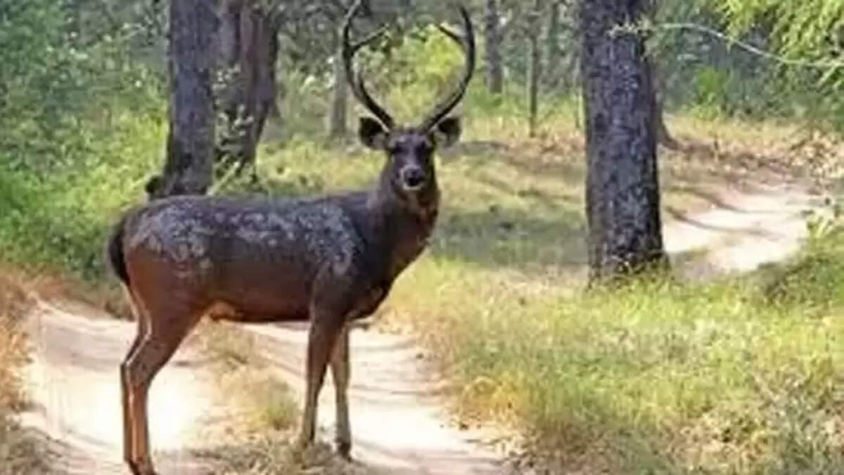Rabies Confirmed in Deceased Sambar Deer at City Zoo