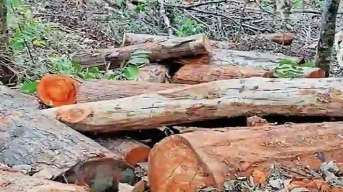 Sugandhagiri tree felling case: DFO transferred