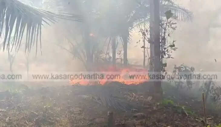 Fire Breakout at Vellarikundu Vimala Estate; 12 Coconut Trees Destroyed, Major Agricultural Loss Averted