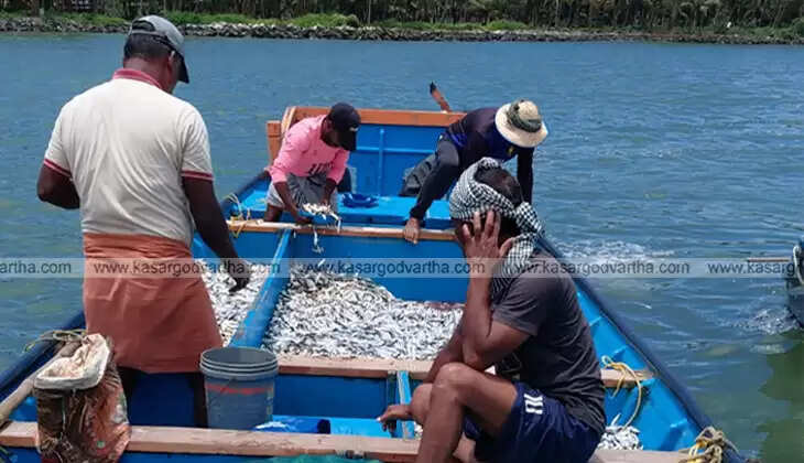 Seized undersized fish from Cheruvathur Madakkara Harbour.