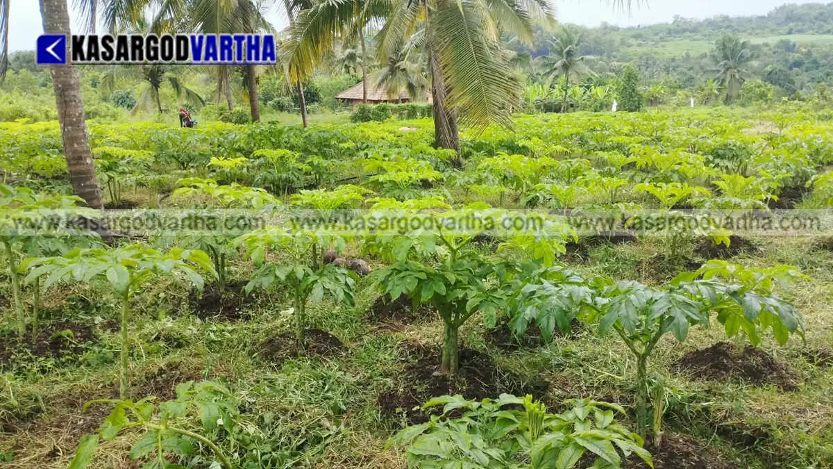 Representational image of vegetable farming and agricultural crisis in Kasaragod ahead of Onam