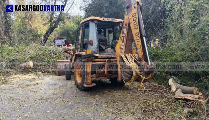 Uprooted Tree Blocks Traffic on Bheemanady-Vellarikkundu State Highway in Plachikkara