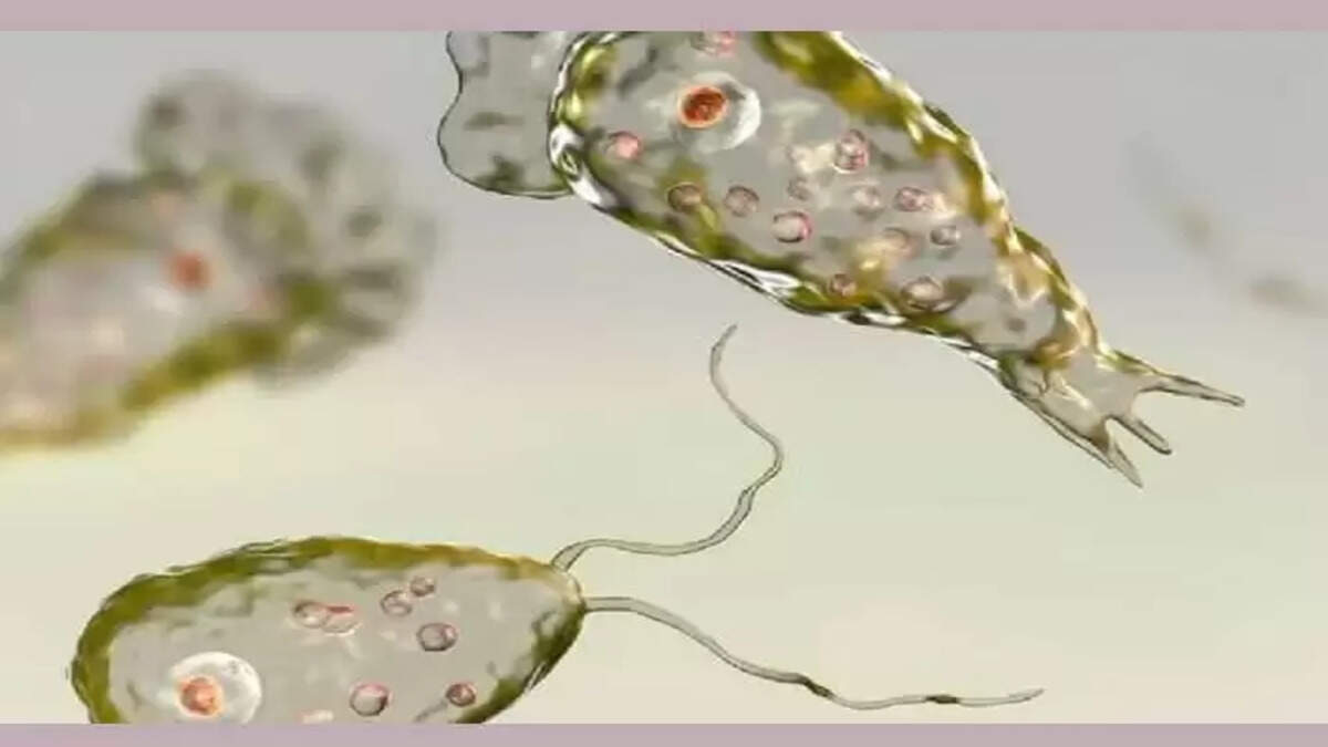 5-year-old girl who was under treatment for Primary Amoebic Meningoencephalitis dies, 5-year-old, Girl, Treatment, Primary Amoebic Meningoencephalitis