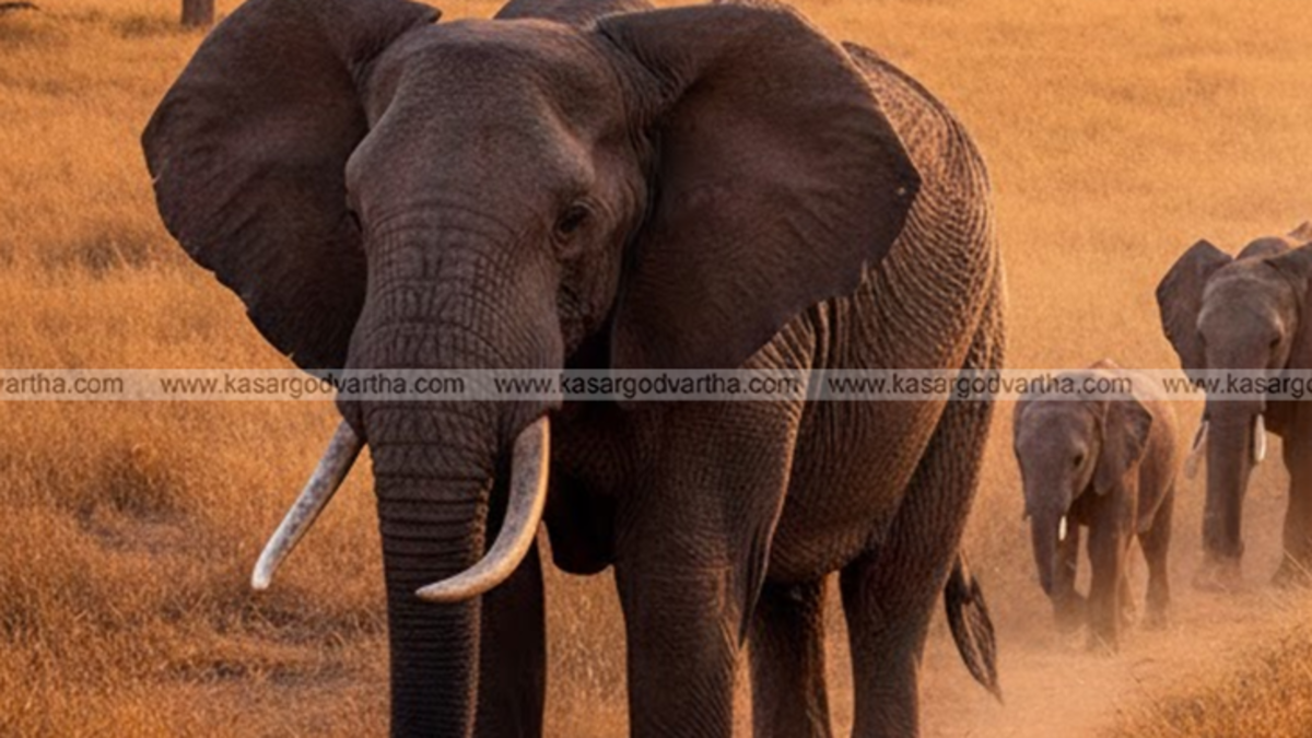 Wild elephant in Sri Lankan forest reserve