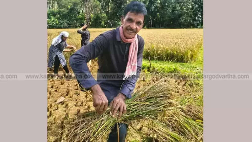 Expatriate Mohanan Nair Gets Bumper Harvest in Paddy Farming After 25 Years Abroad