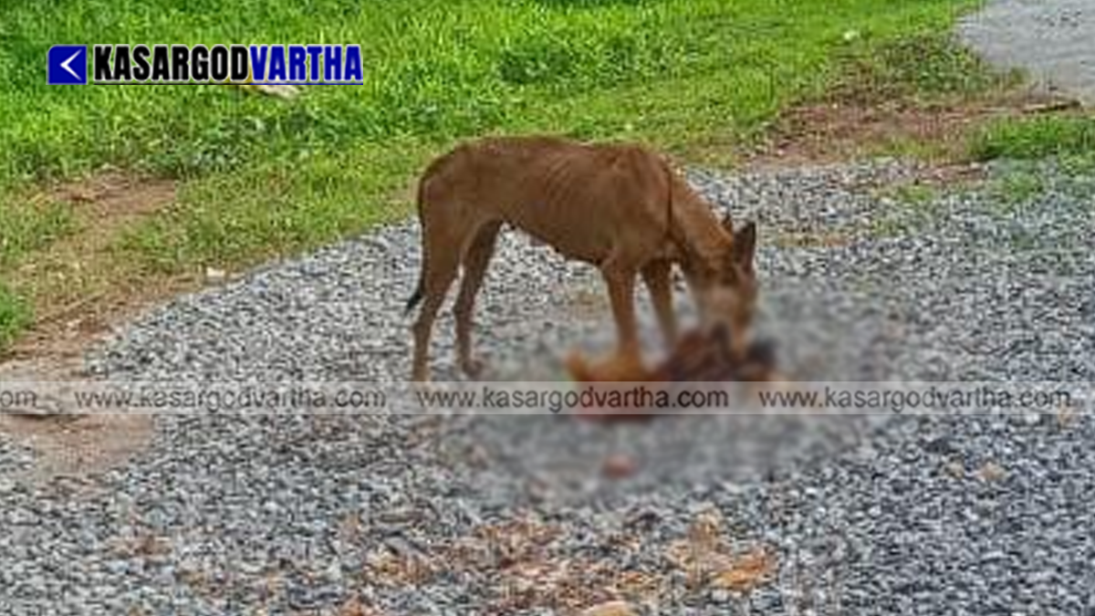  Image representation of stray dogs on the road
