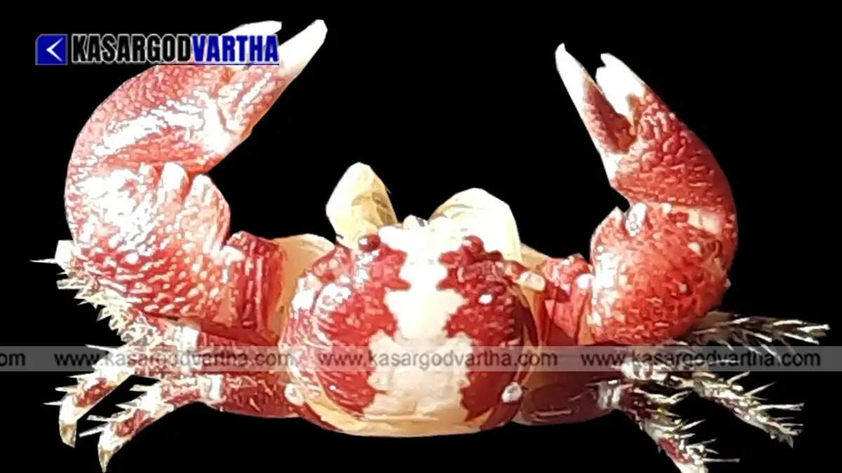  The new species of snake eel found in the Bay of Bengal