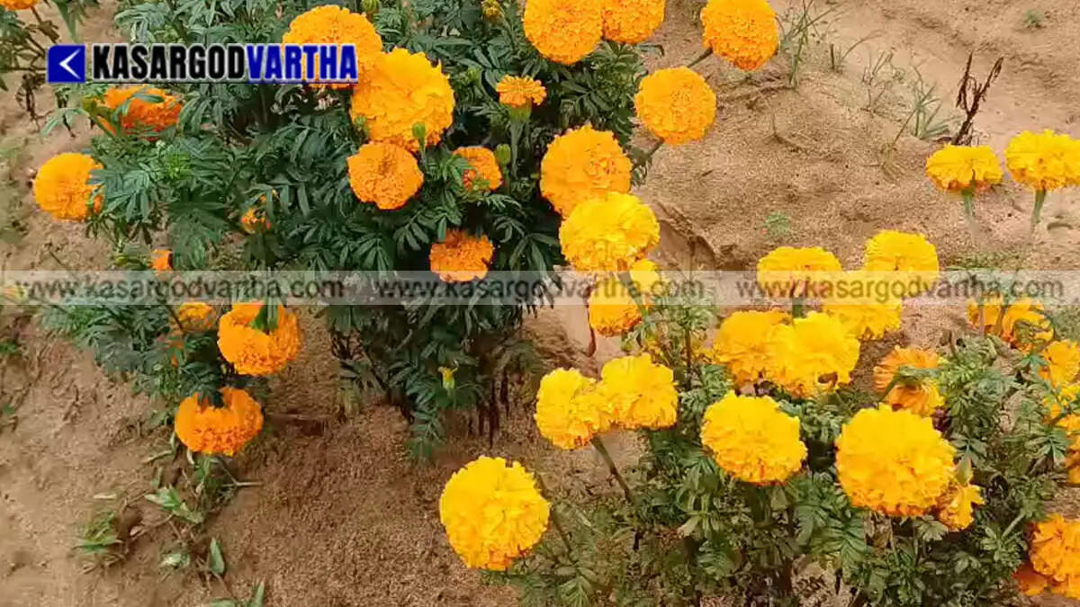 Representational image of Kudumbashree members harvesting marigold flowers in Cheruvathur for Onam