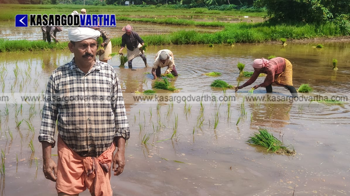 Ramachandran Vadakkini working in his paddy field