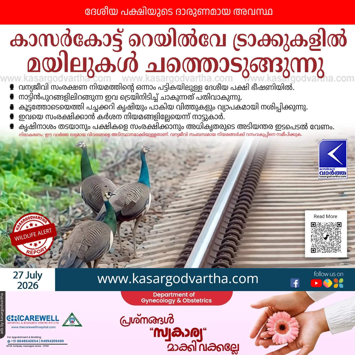 peacocks die railway tracks kasaragod farmers complain