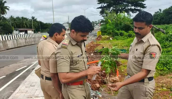 Cannabis Plant Found Near National Highway in Manjeshwar