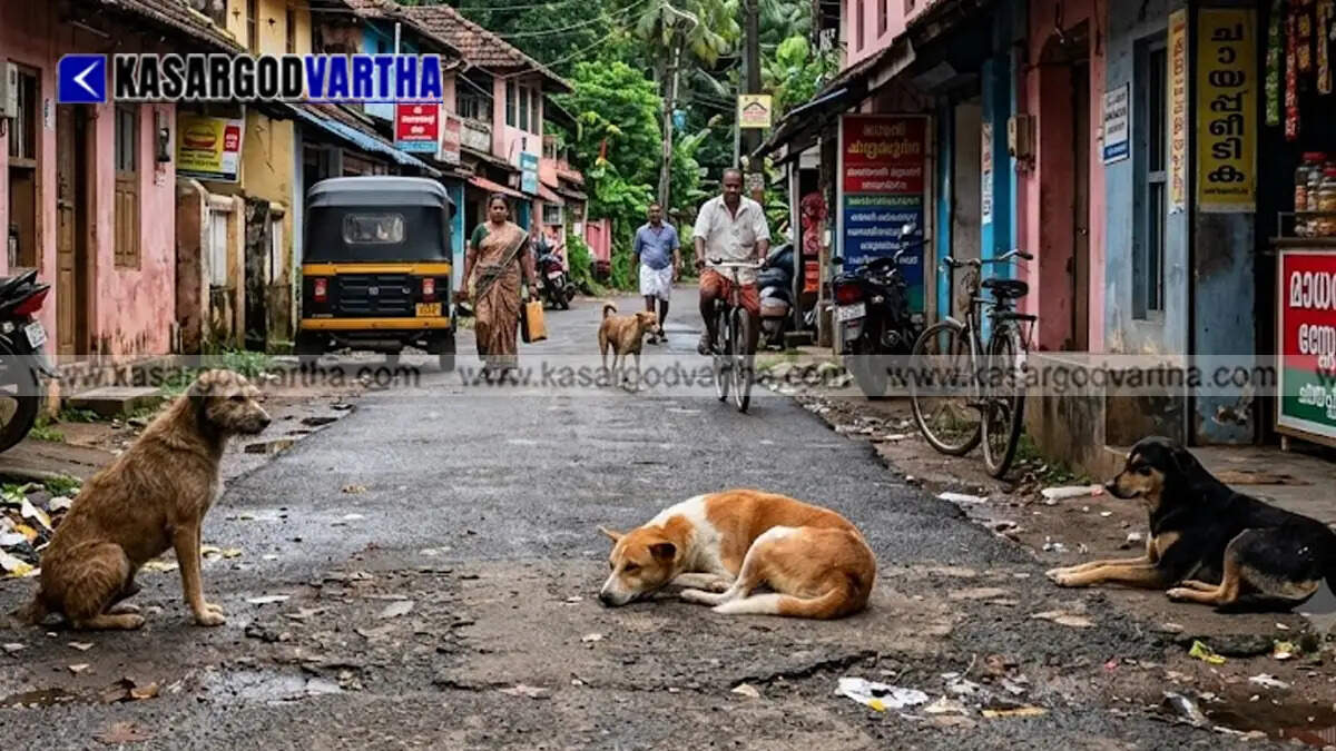  Stray dogs on the street