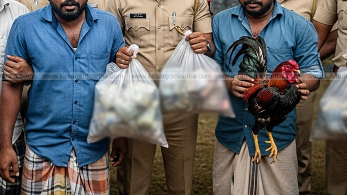 Seized roosters from a cockfighting event in Manjeswaram