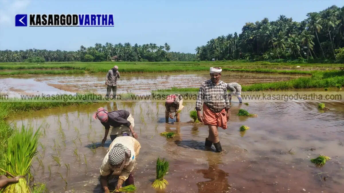 ex soldier revives paddy cultivation kanhangad peralath