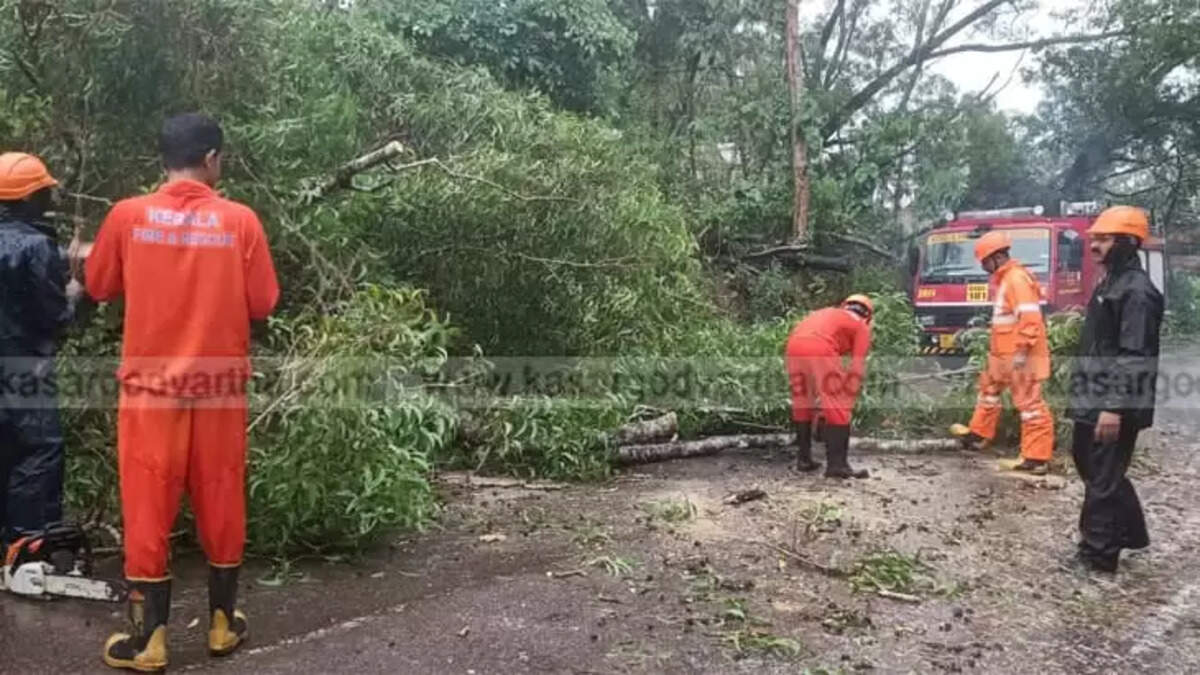 Acacia tree fallen on Cherkala-Badiyadka State Highway, obstructing vehicle movement.