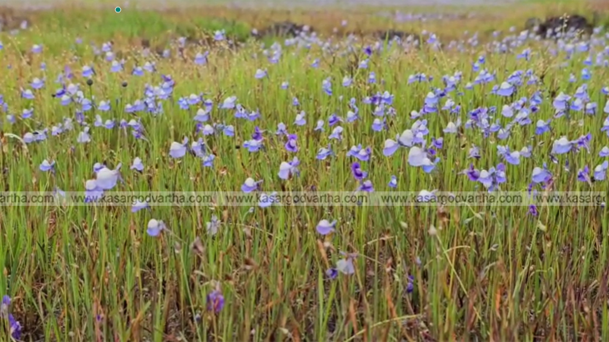 Kakkapoo flowers blooming in a rocky area in Karinthalam.
