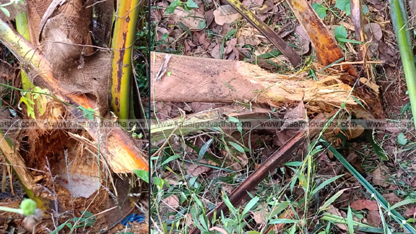 Uprooted coconut saplings in Mogral