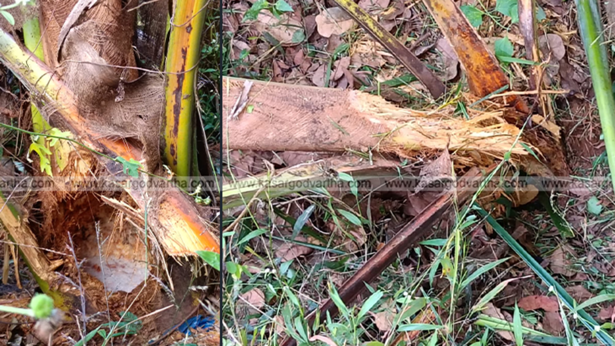 Uprooted coconut saplings in Mogral