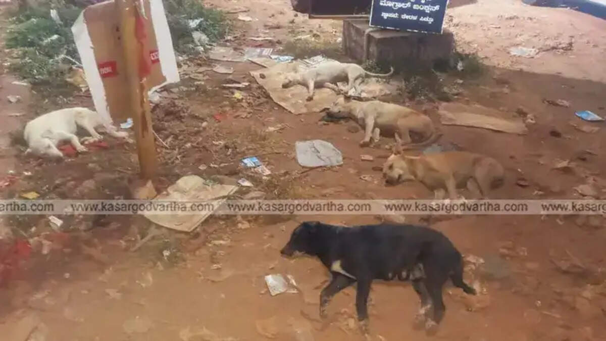 Stray Dog Threat: Government Promises Mere Words?