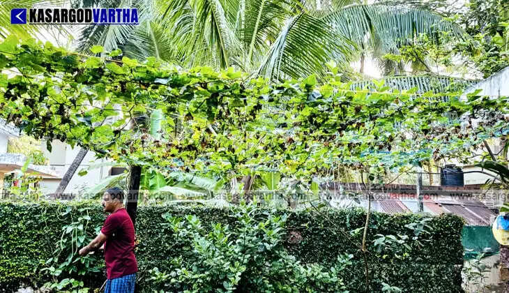 MGA Rahman inspecting his hydroponic vertical garden at Mogral