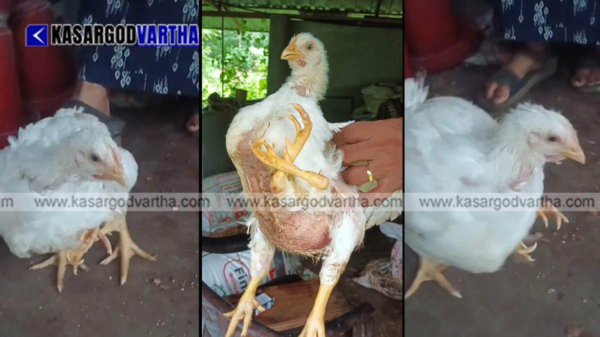 Four-legged chicken at a farm