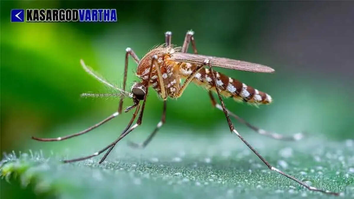  Image Representing Japanese Encephalitis in Alappuzha: Health department intensifies prevention