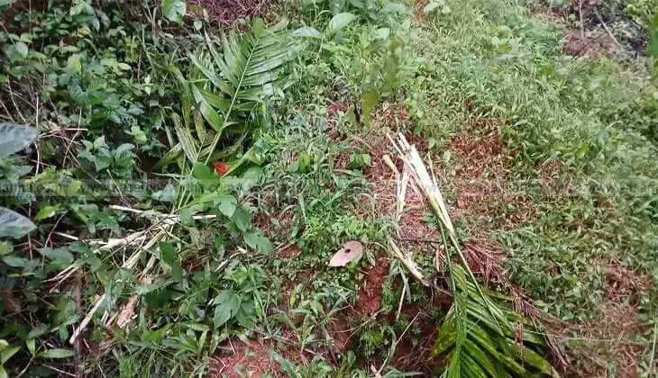 Wild Boar Attack Causes Widespread Crop Destruction in Kodom Belur