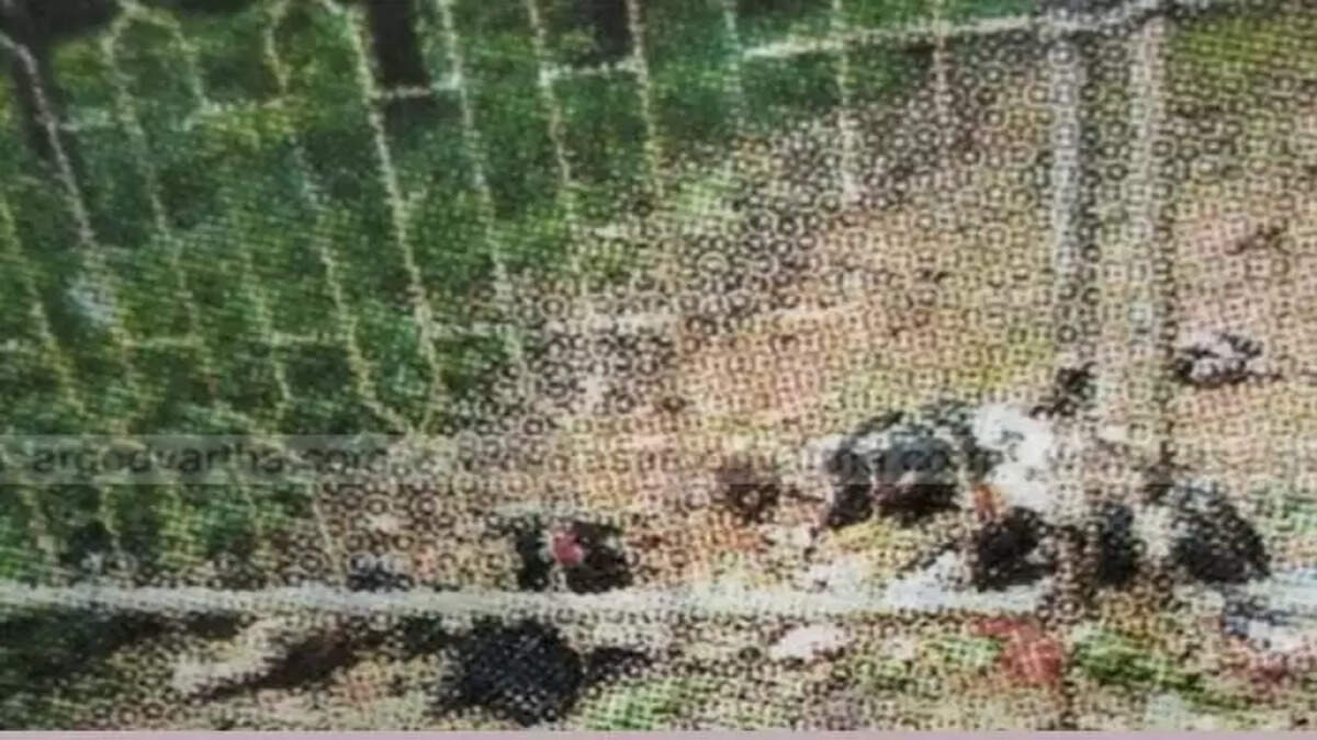 Mangalore: Alleged that performing witchcraft by sacrificing sheep in Belthangady,&nbsp;Crime, Alleged, Perform, Witchcraft