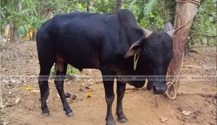 Minister AK Saseendran at Kasaragod species declaration event